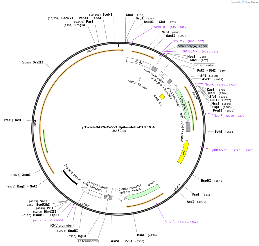 216527-plasmid-map-sequence-id-429933