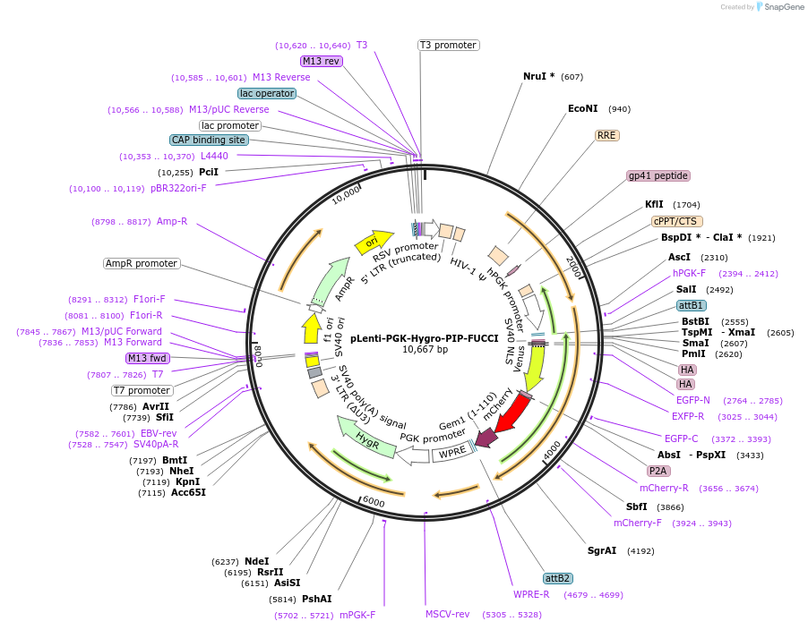 138714-plasmid-map-sequence-id-429940