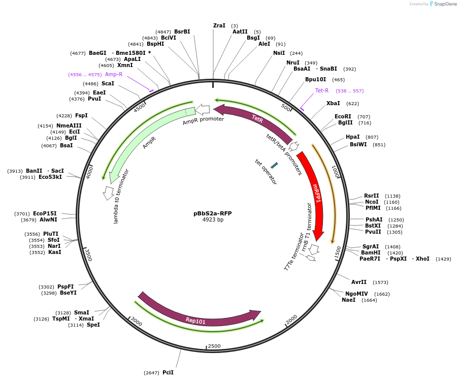 35328-plasmid-map-sequence-id-42995
