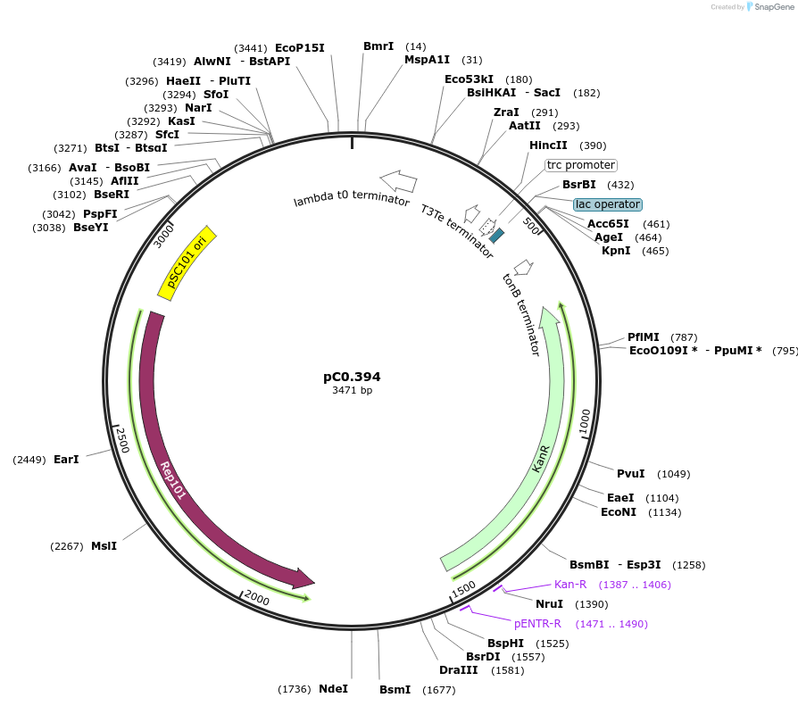 203954-plasmid-map-sequence-id-429965