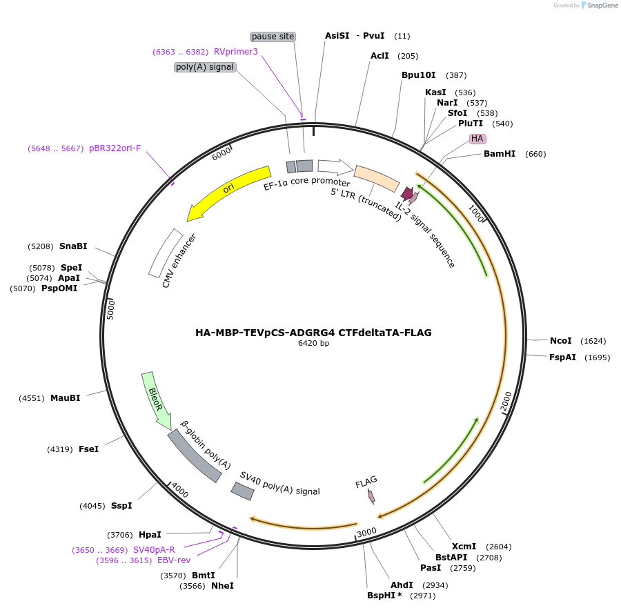 217735-plasmid-map-sequence-id-429968