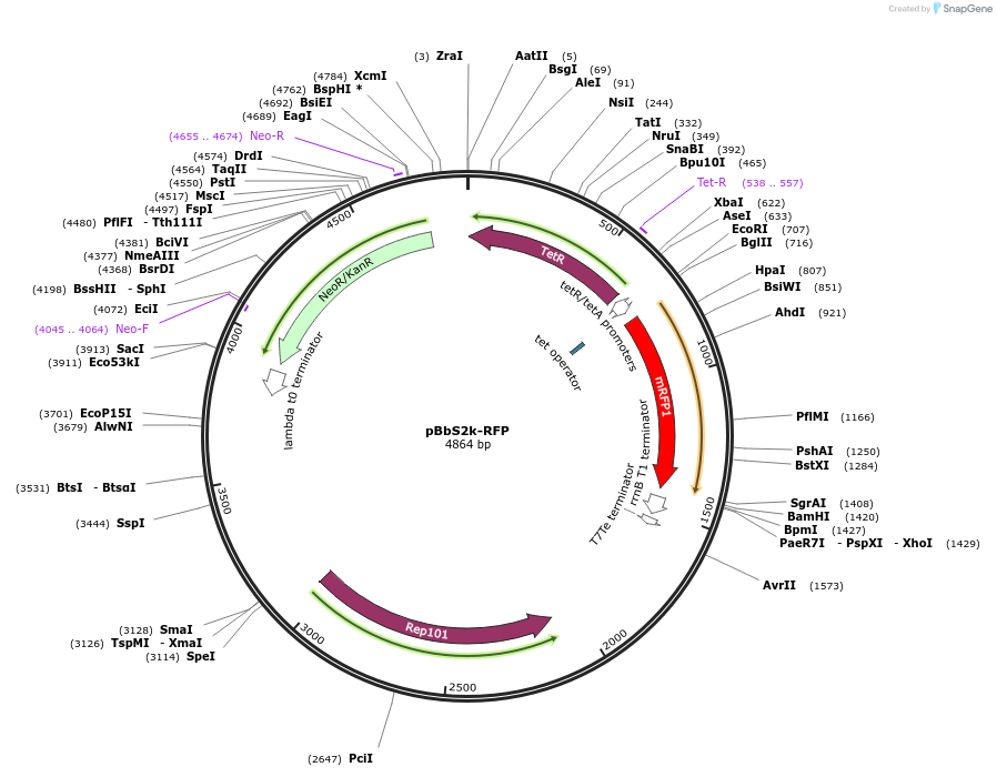 35330-plasmid-map-sequence-id-42997