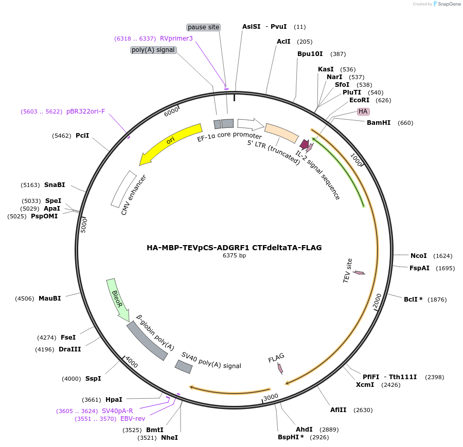 217727-plasmid-map-sequence-id-429970