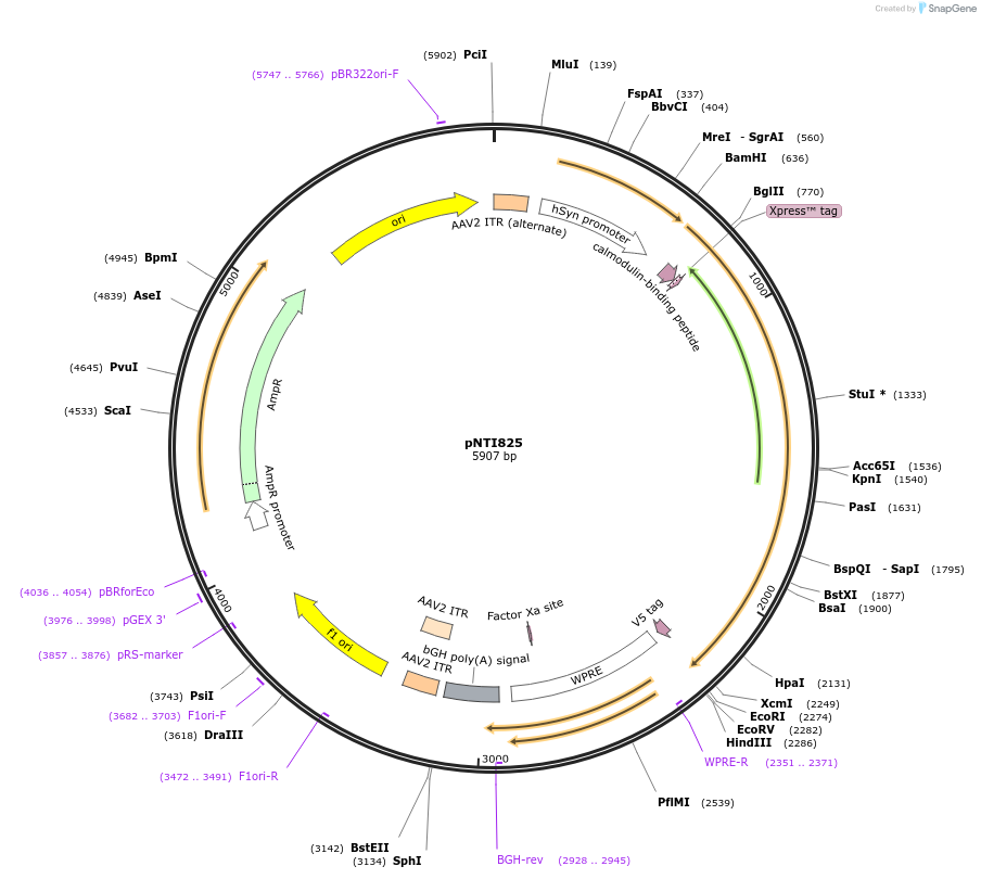 216633-plasmid-map-sequence-id-429974