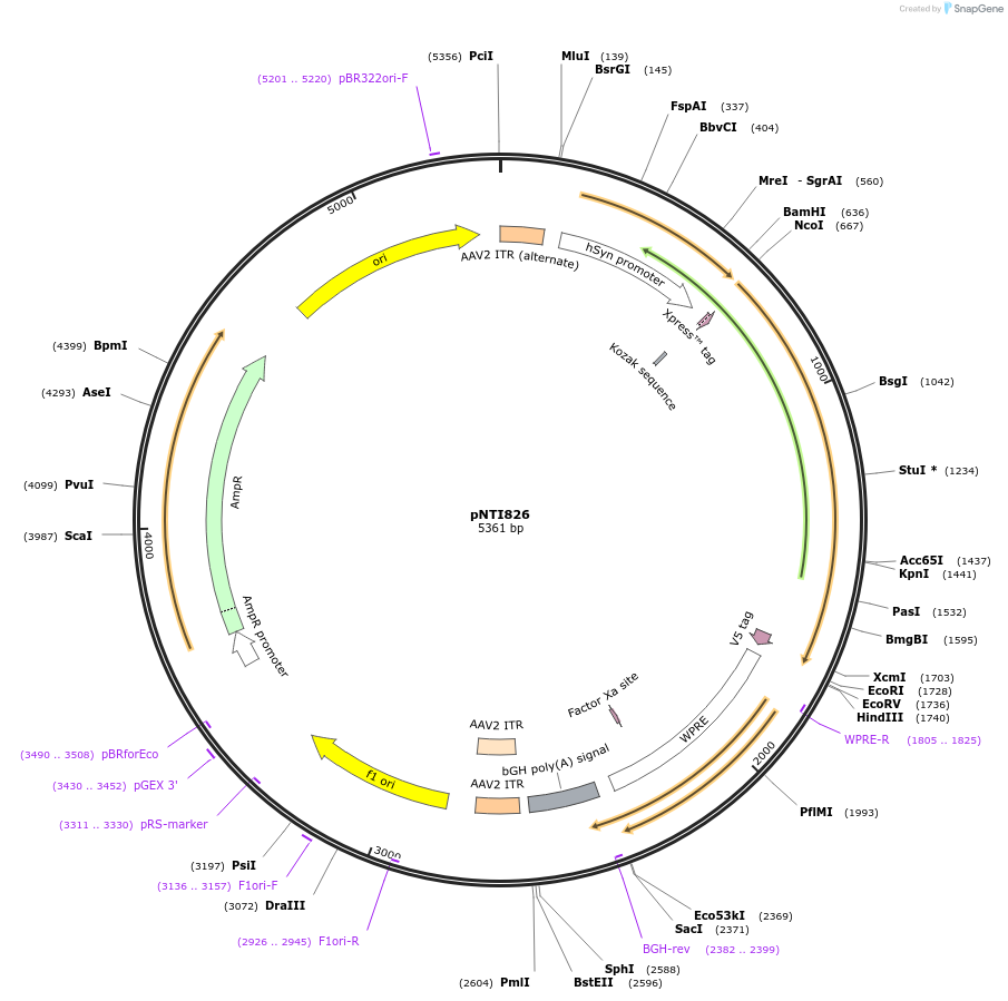 216634-plasmid-map-sequence-id-429975