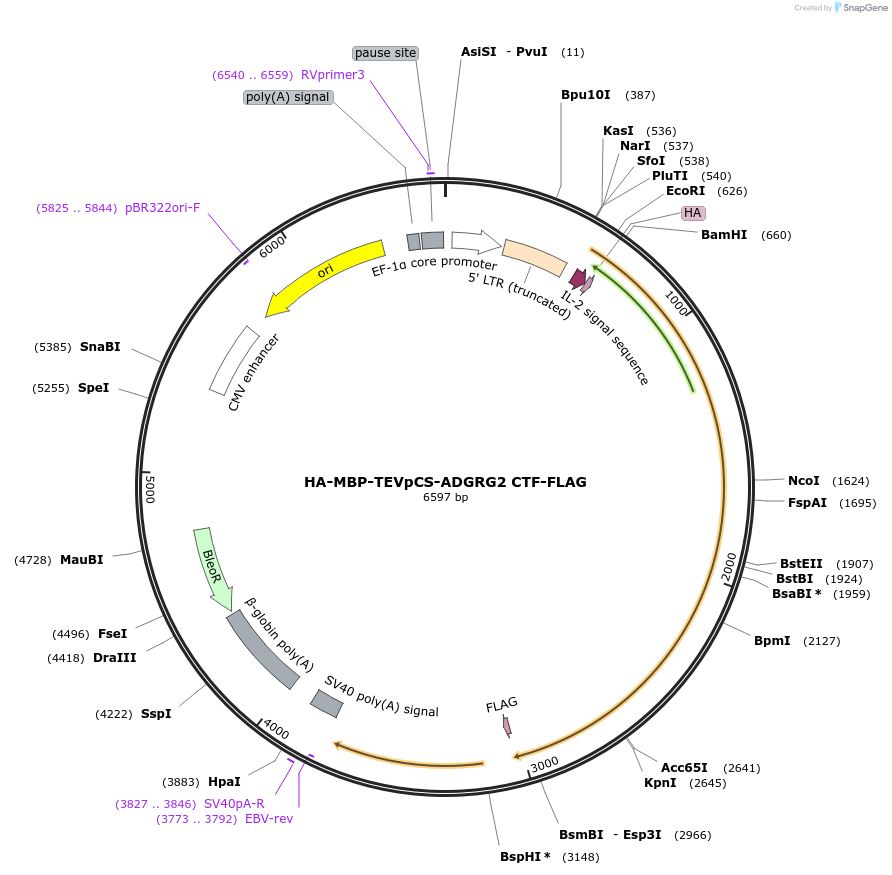217700-plasmid-map-sequence-id-429976