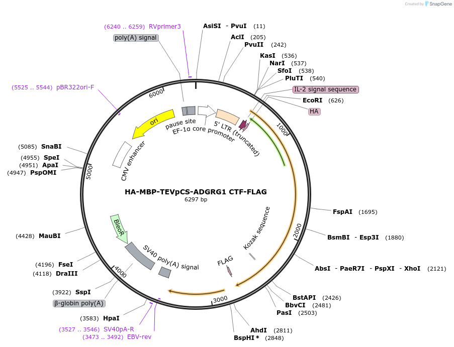 217699-plasmid-map-sequence-id-429979