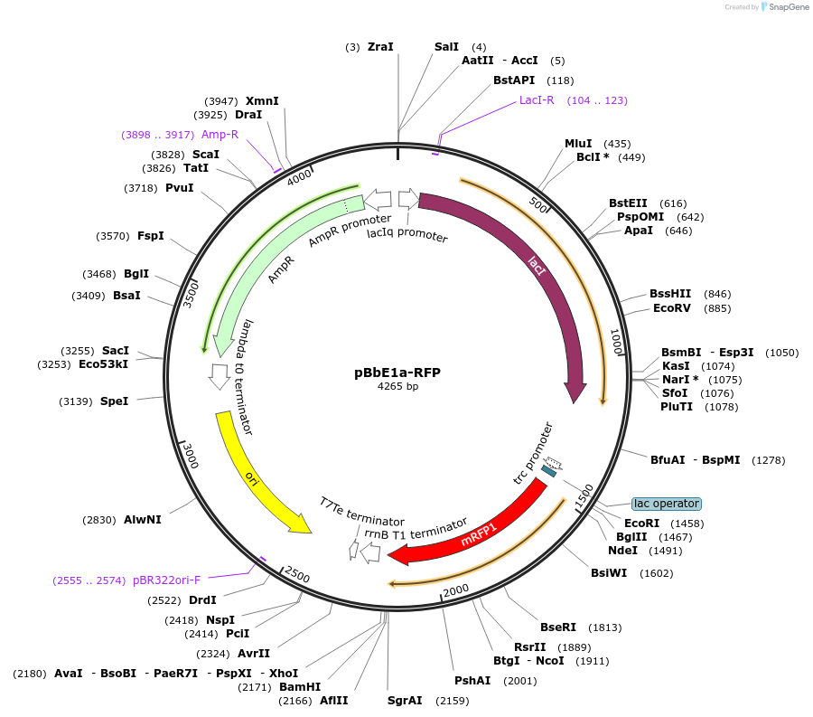 35331-plasmid-map-sequence-id-42998