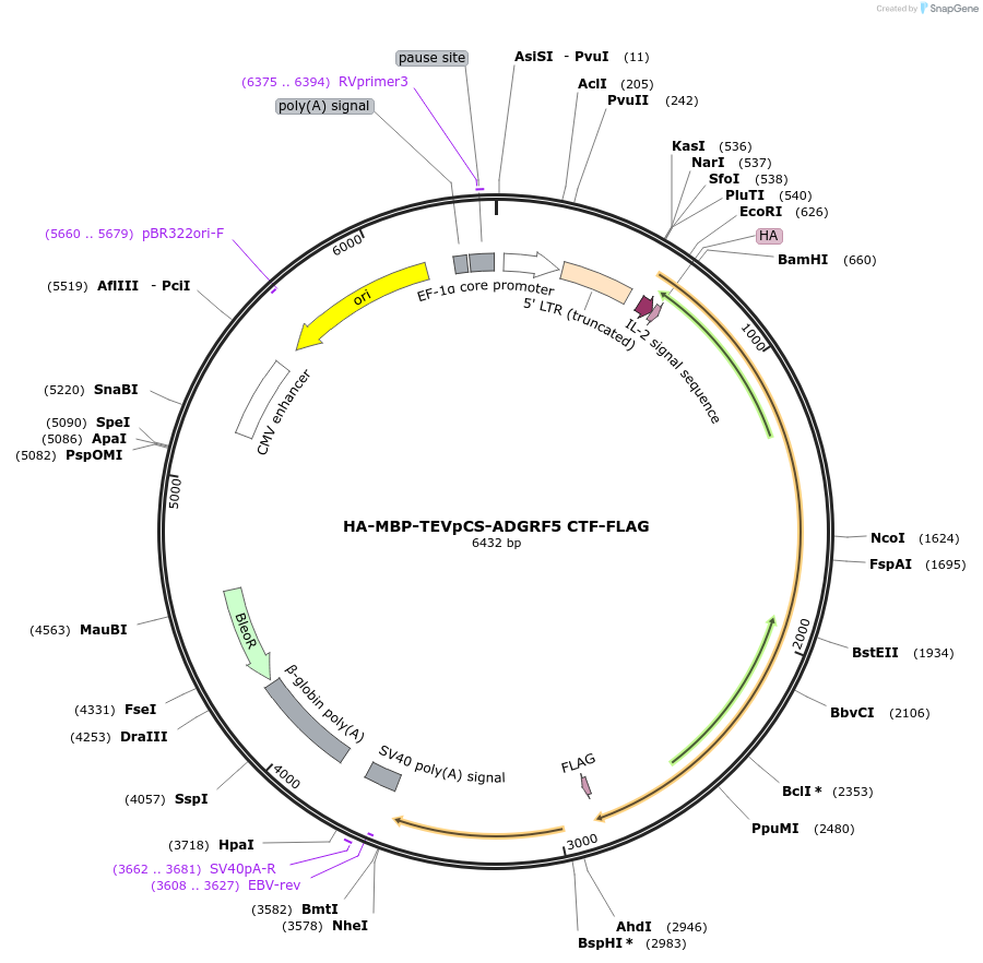 217698-plasmid-map-sequence-id-429985