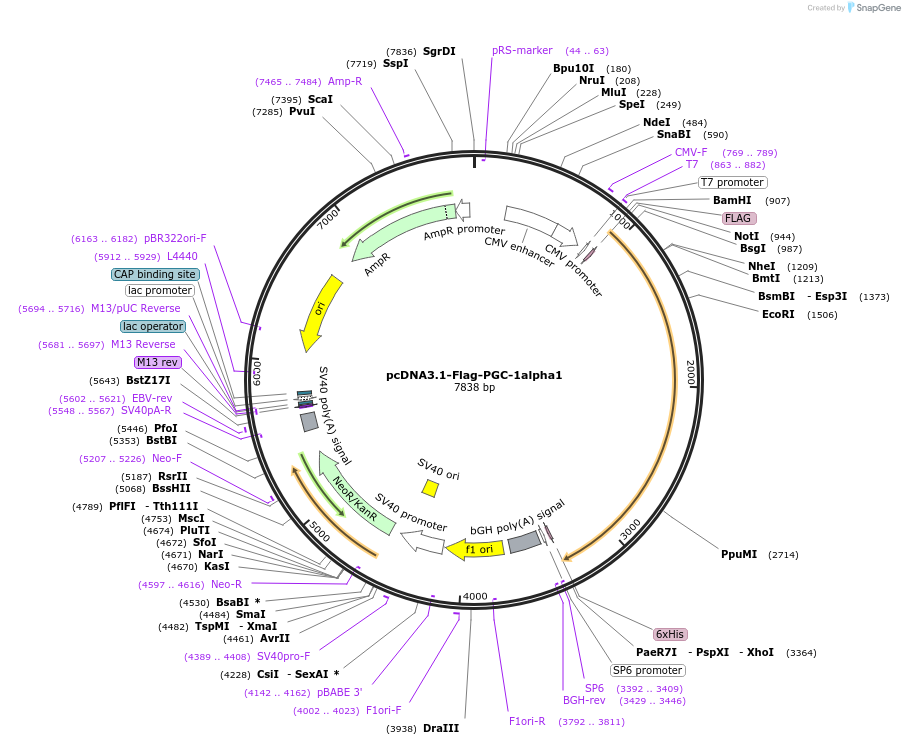 45501-plasmid-map-sequence-id-429987