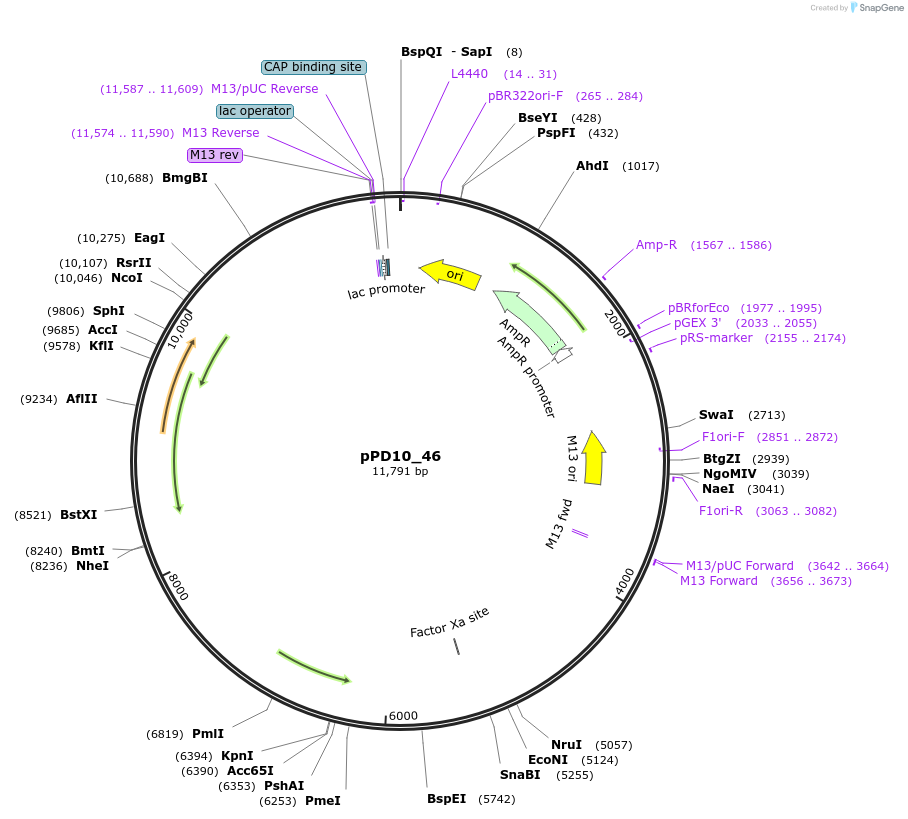 1432-plasmid-map-sequence-id-43