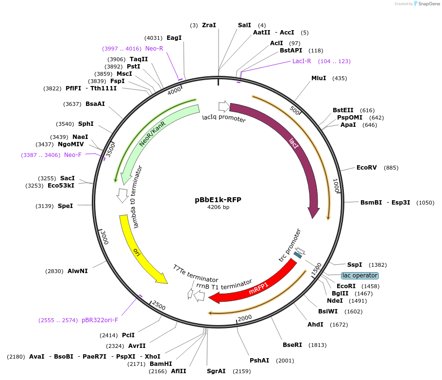 35333-plasmid-map-sequence-id-43000