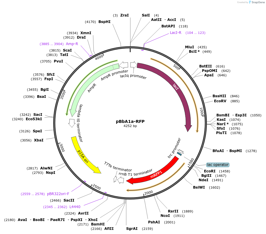 35334-plasmid-map-sequence-id-43001