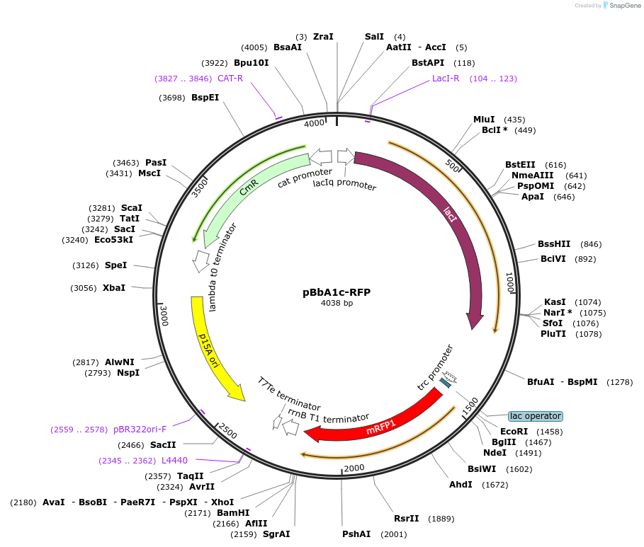 35335-plasmid-map-sequence-id-43002