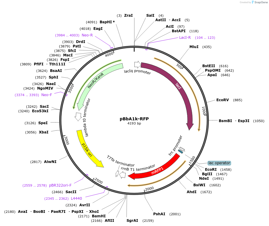 35336-plasmid-map-sequence-id-43003