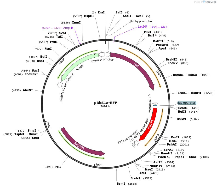 35337-plasmid-map-sequence-id-43004
