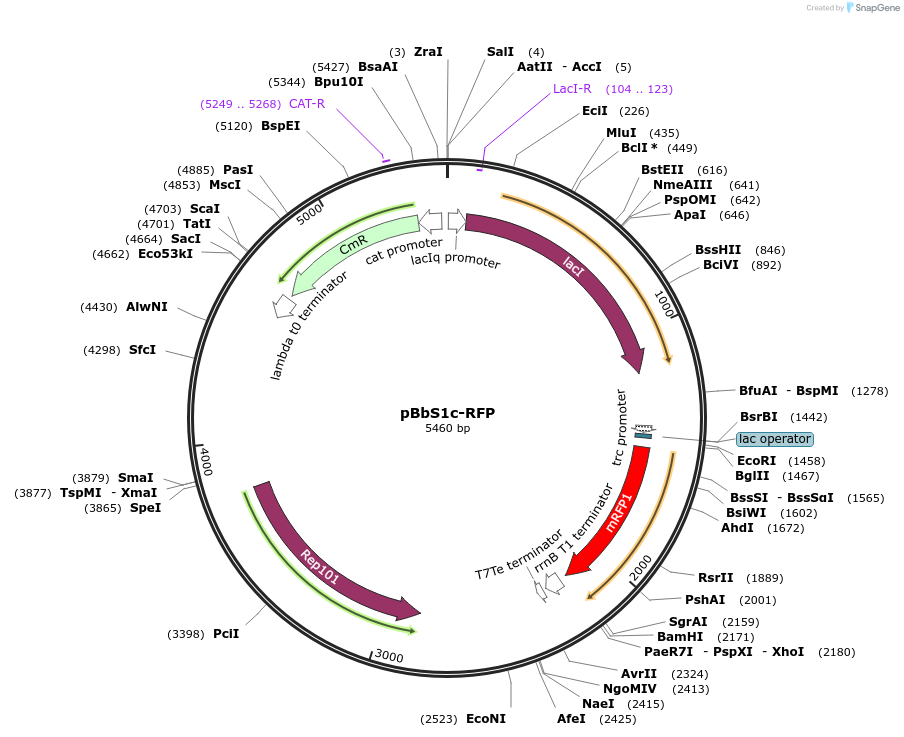 35338-plasmid-map-sequence-id-43005
