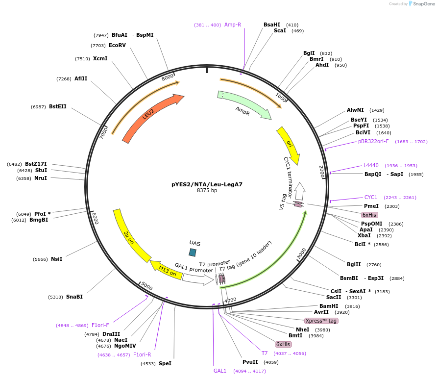 216518-plasmid-map-sequence-id-430062