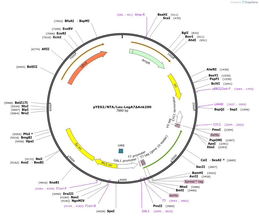 216520-plasmid-map-sequence-id-430064