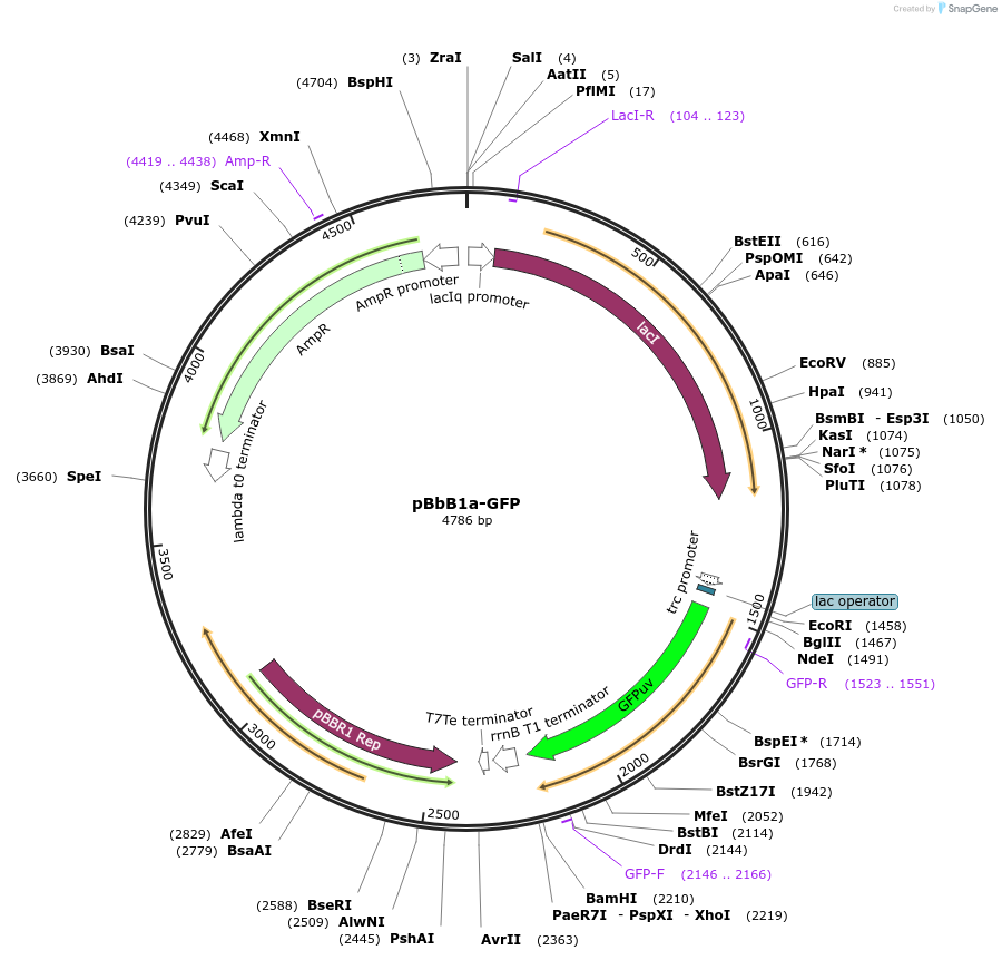 35340-plasmid-map-sequence-id-43007