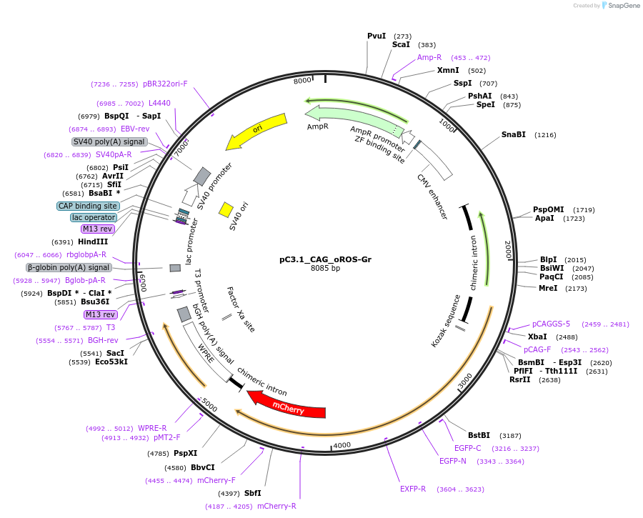 216113-plasmid-map-sequence-id-430076