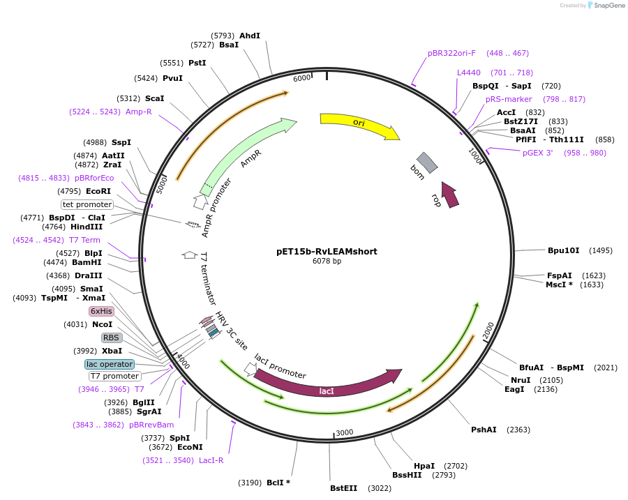 218122-plasmid-map-sequence-id-430077