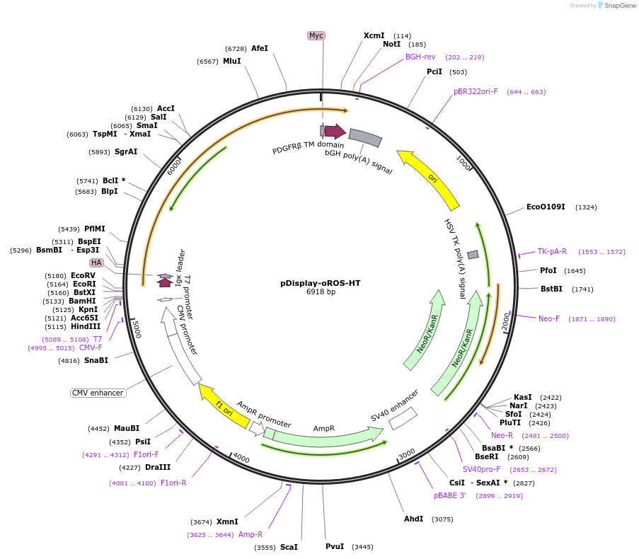 216416-plasmid-map-sequence-id-430079