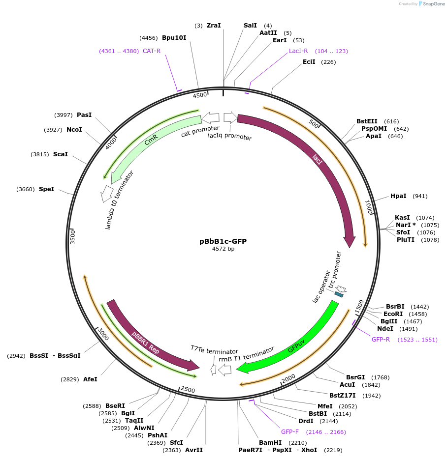 35341-plasmid-map-sequence-id-43008