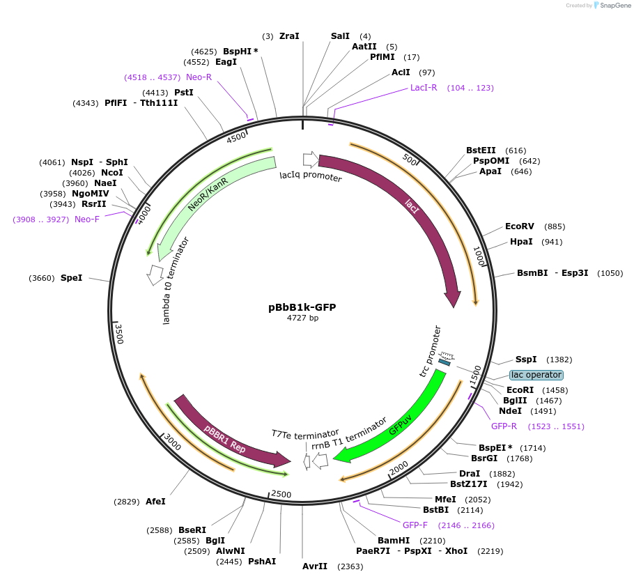 35342-plasmid-map-sequence-id-43009