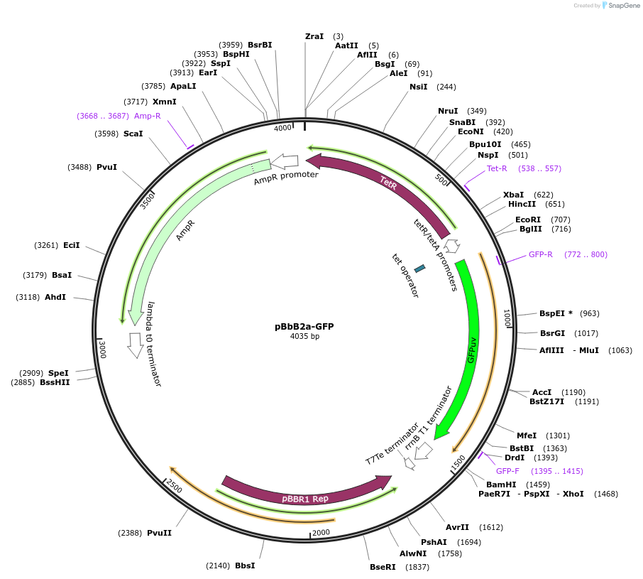 35343-plasmid-map-sequence-id-43010