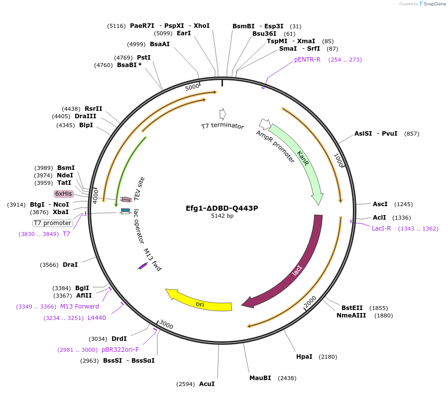 216401-plasmid-map-sequence-id-430102