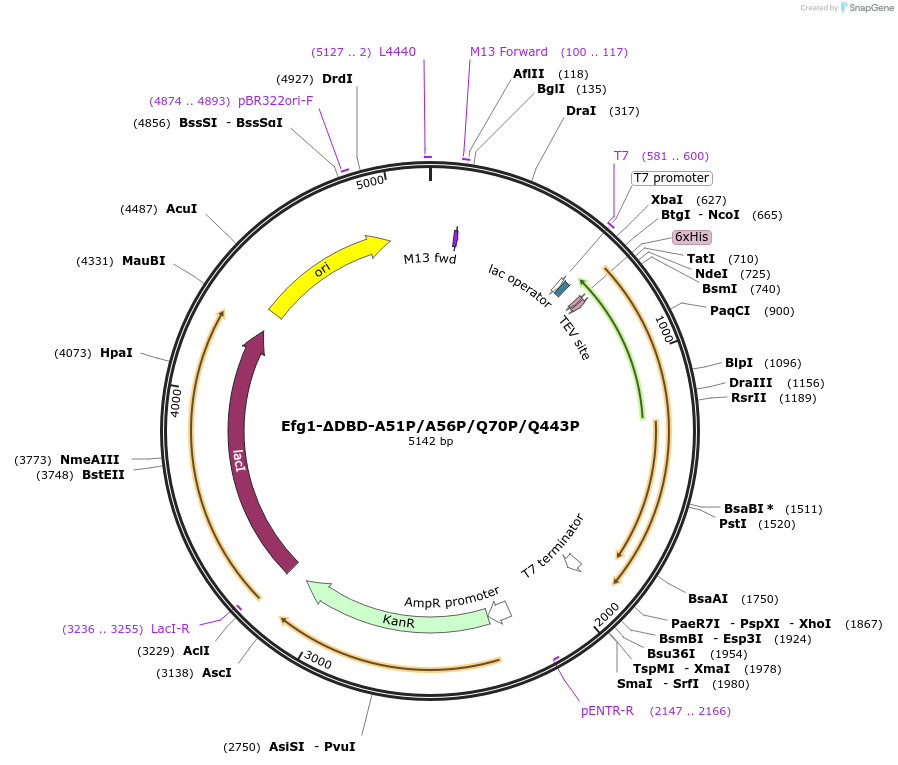 216403-plasmid-map-sequence-id-430104