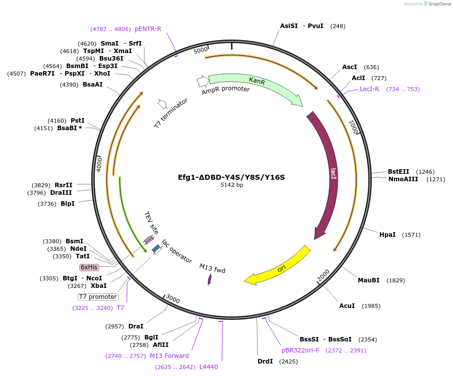 216405-plasmid-map-sequence-id-430106
