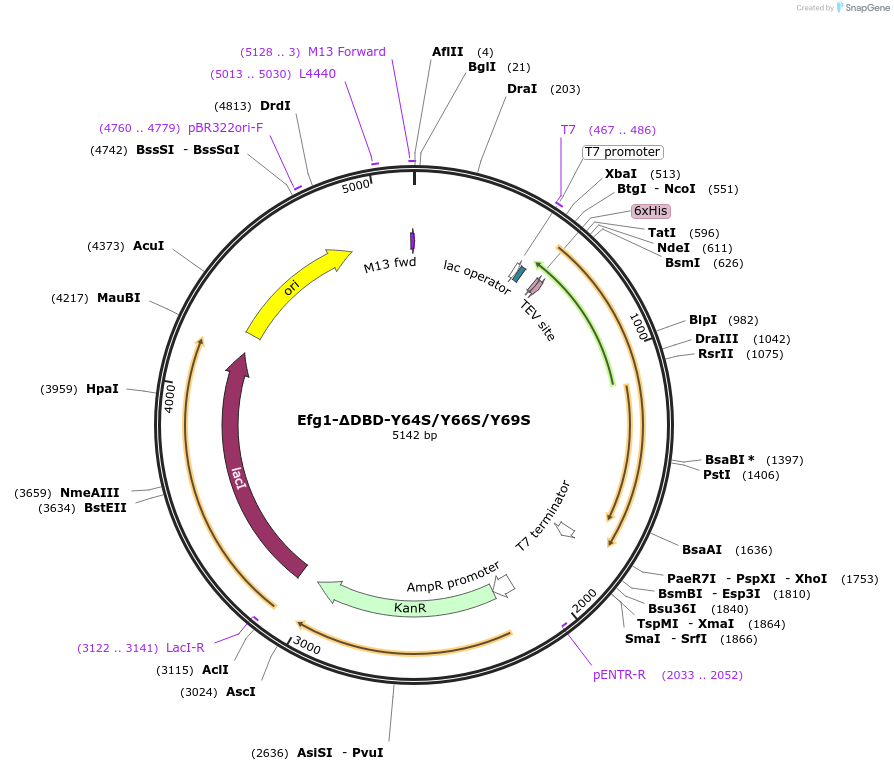216406-plasmid-map-sequence-id-430107