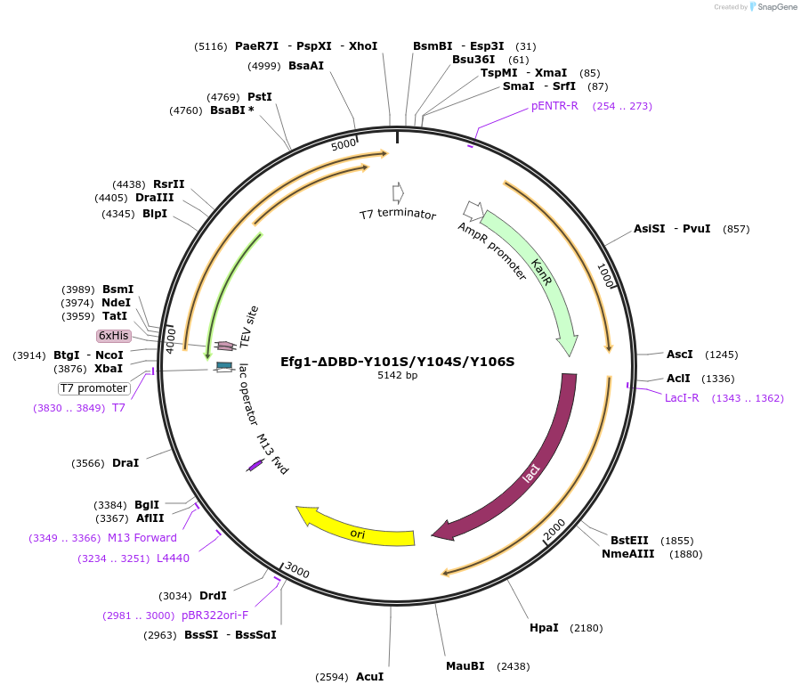 216407-plasmid-map-sequence-id-430108