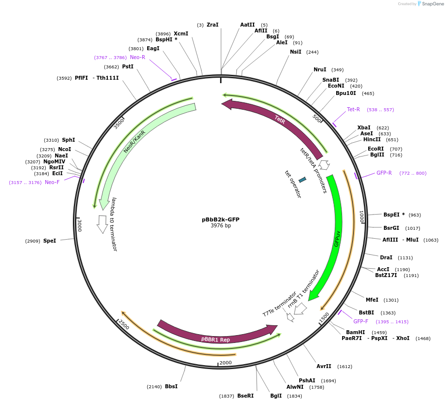 35345-plasmid-map-sequence-id-43012