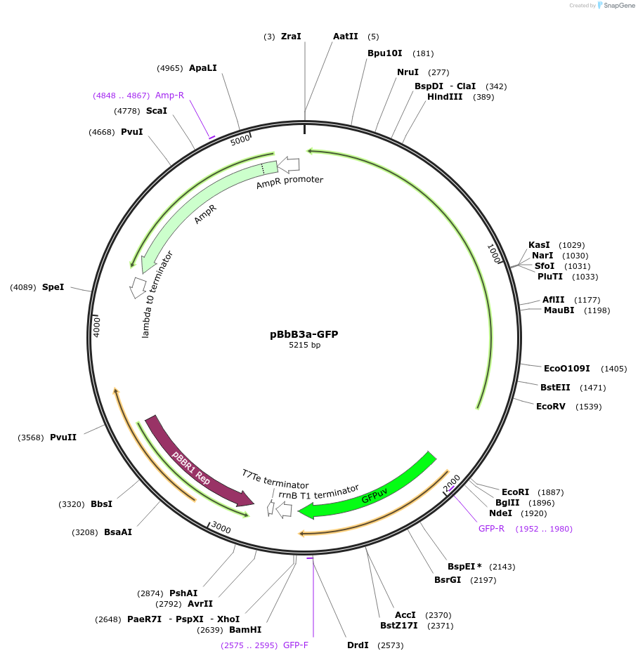 35346-plasmid-map-sequence-id-43013