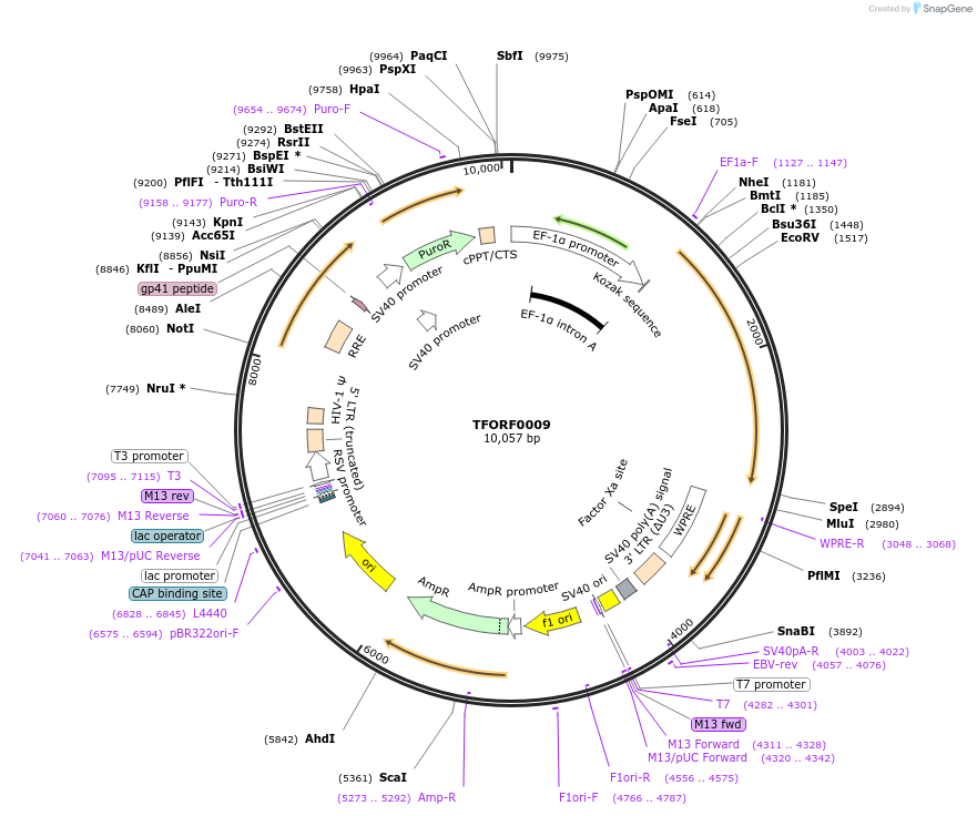 143197-plasmid-map-sequence-id-430134