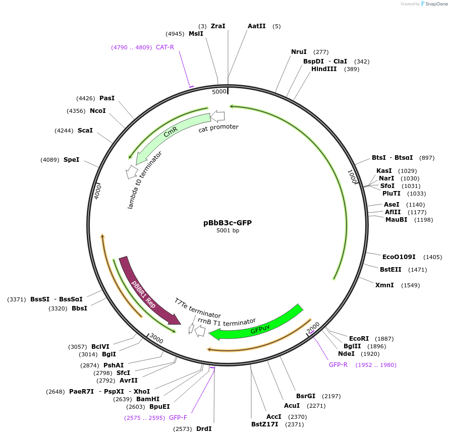 35347-plasmid-map-sequence-id-43014