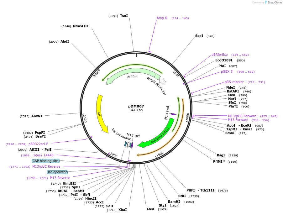216820-plasmid-map-sequence-id-430143