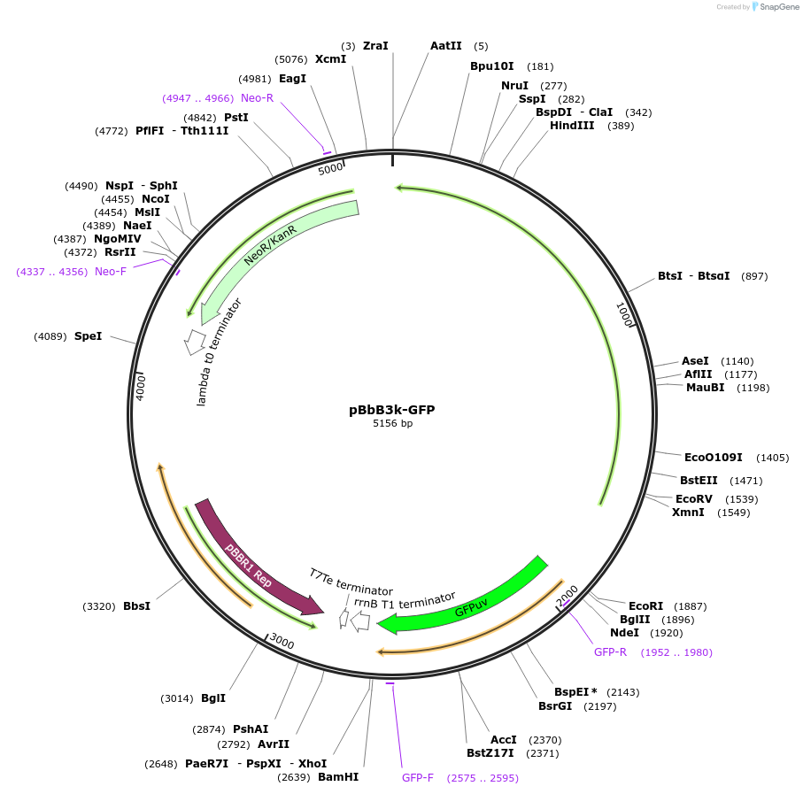 35348-plasmid-map-sequence-id-43015