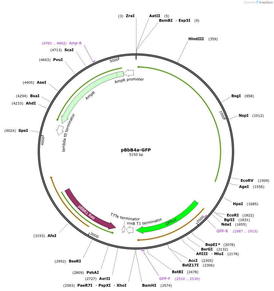 35349-plasmid-map-sequence-id-43016