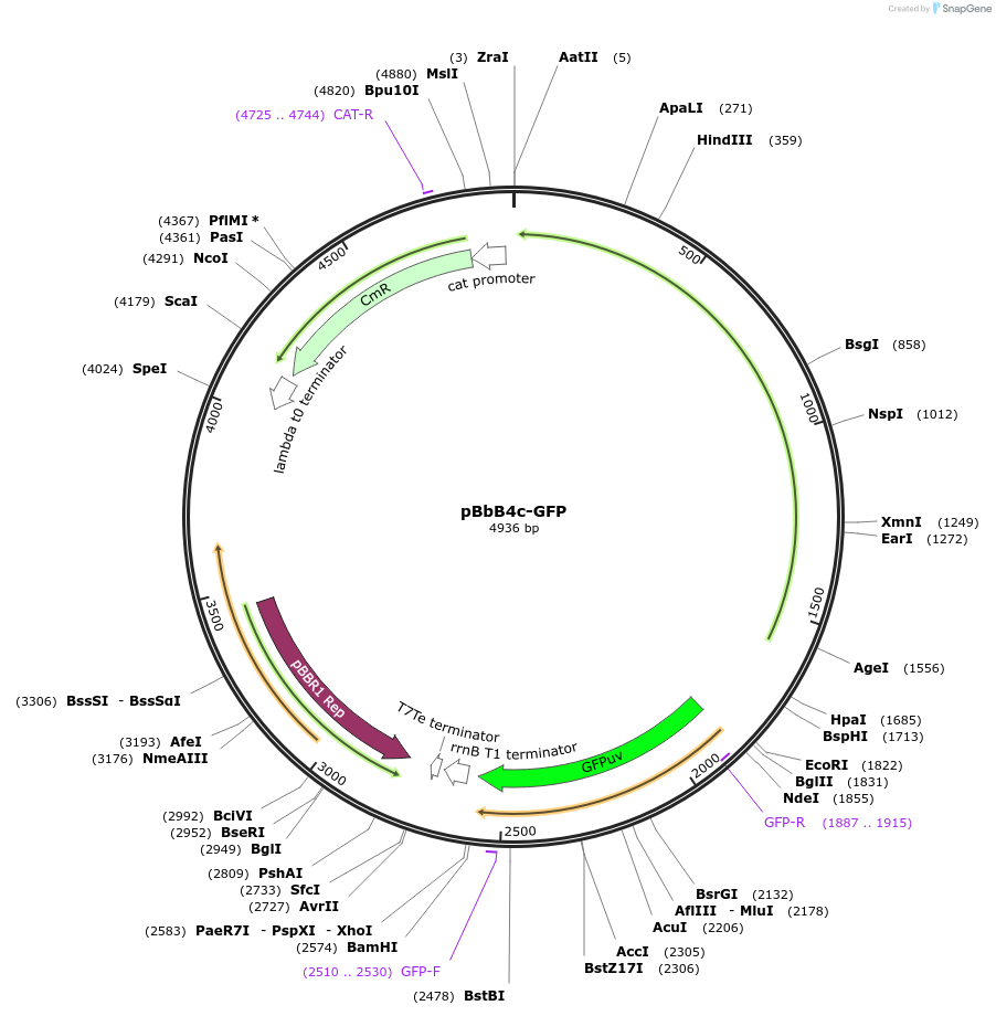 35350-plasmid-map-sequence-id-43017