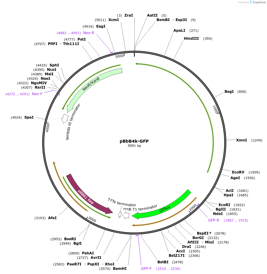 35351-plasmid-map-sequence-id-43018