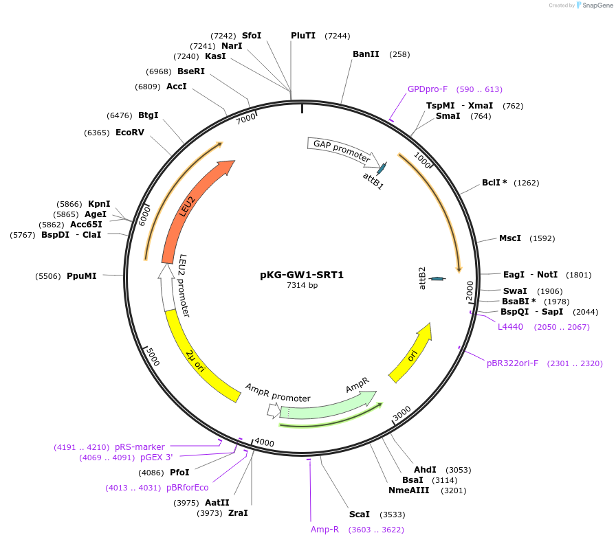 203171-plasmid-map-sequence-id-430185