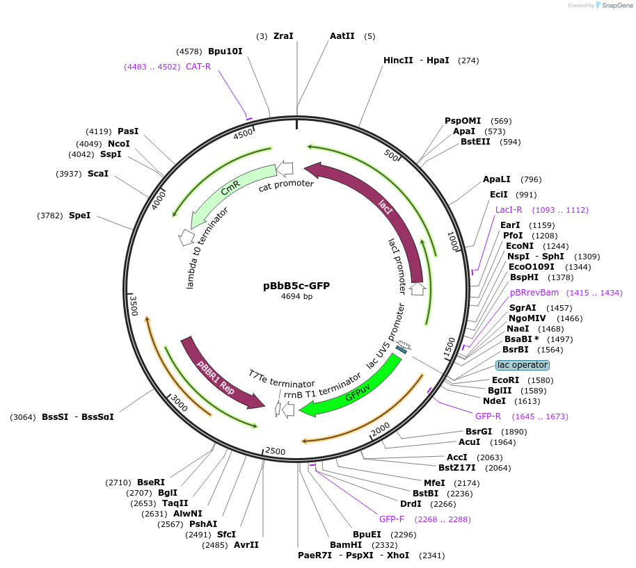 35353-plasmid-map-sequence-id-43020