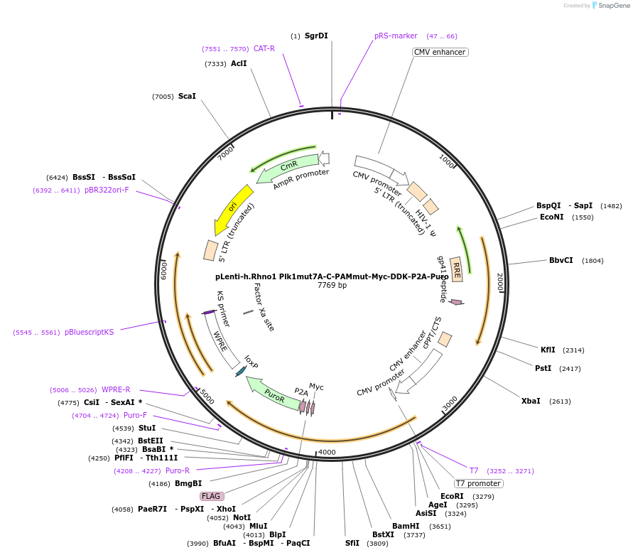 211616-plasmid-map-sequence-id-430202