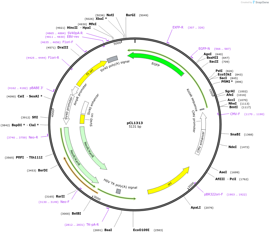 217955-plasmid-map-sequence-id-430209
