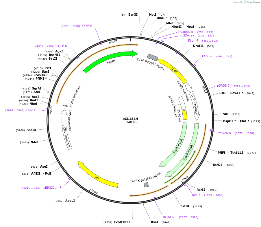 217956-plasmid-map-sequence-id-430210