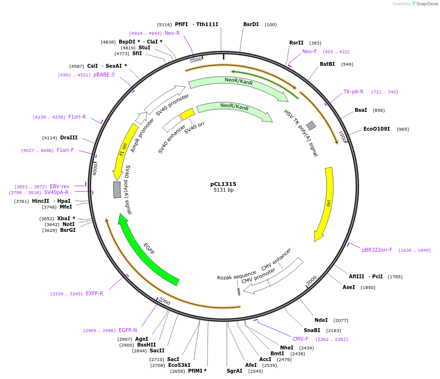 217957-plasmid-map-sequence-id-430211